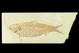Huge, Fossil Fish (Knightia) - Wyoming #144188-1